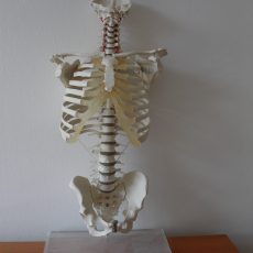 Wirbelsäule – Anatomische Modelle
